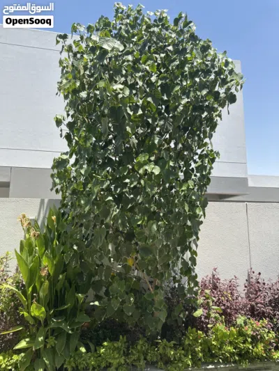 Sea hibiscus tree Around 4 meters 3