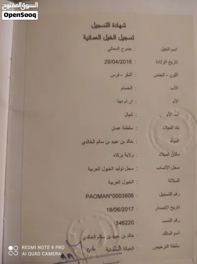 فرس فلات ريس للبيع 2