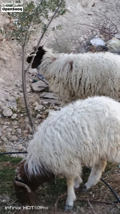 خرفان وعبر 2