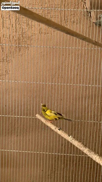 ذكور كناري و إيناث وحساسين 4