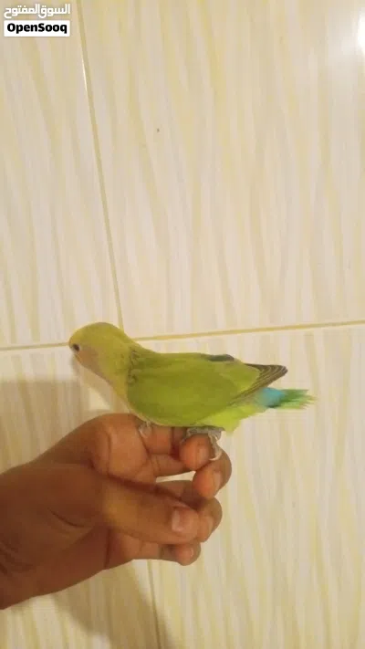 اقرب ع مروض وحاجه باهيه اقرو وصف 2