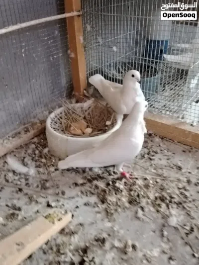 زوج أرافل قجم جواهن فرخ 3