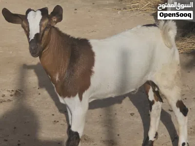 تيس للبيع عمره 4 شهور تقريبا 2