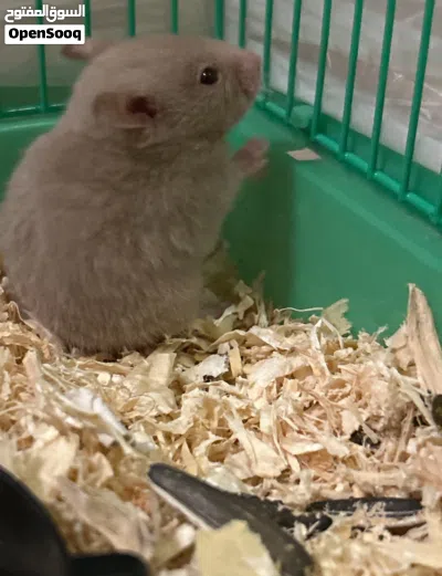 Cute rare color hamster 3
