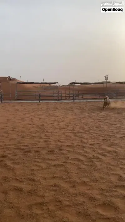 بوني للبيع 2