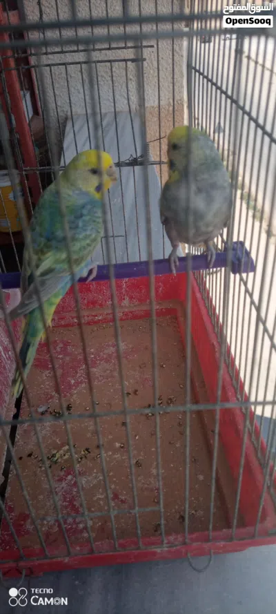 كوبية بقلينو رينبو مصوقره قبل 3