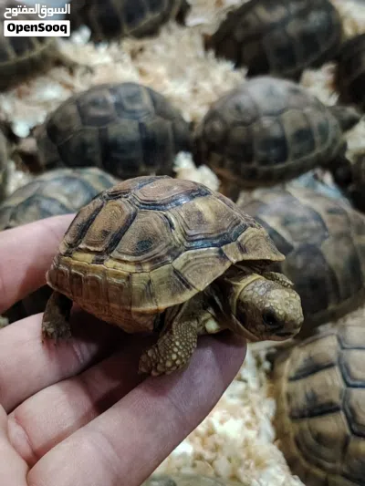سلحفاة يونانيه صغيره مع جميع ملحقاتها 25 ريال baby tortoise for sale with all its belongings 25 omr 3