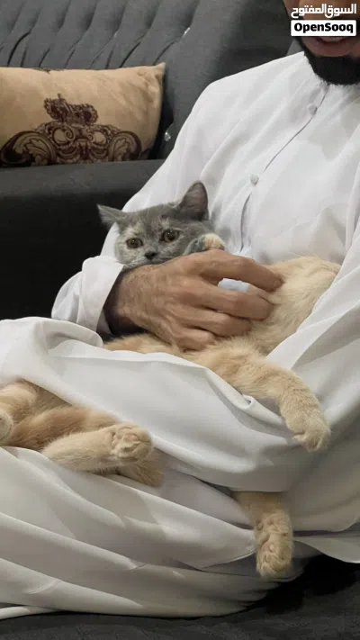قط البريمي -خلف مستشفى البريمي 3