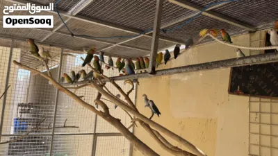 بيع روز منتجات 4