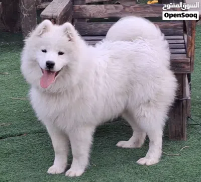 samoyd puppy _high level female سامويد 2