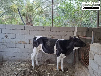 بجر نوعية حلوه بعدها طفل العمر اقل السنه 4