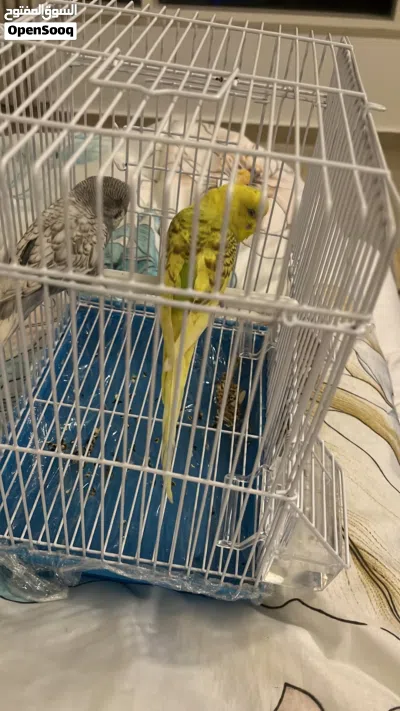 جوز ببغاء طيور الحب بادجي 4