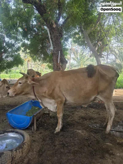 للبيع بقره حلوب عمانيه 3