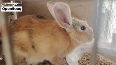 7 ارانب للبيع 4 عمر شهر و نص و جوز شغالين و ذكر جاهز للزواج 4