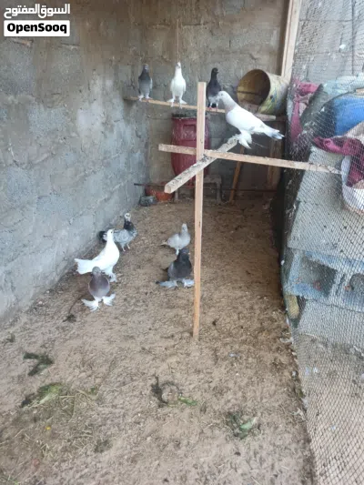 حمام ربي يبارك هزاز وشقلاب 4
