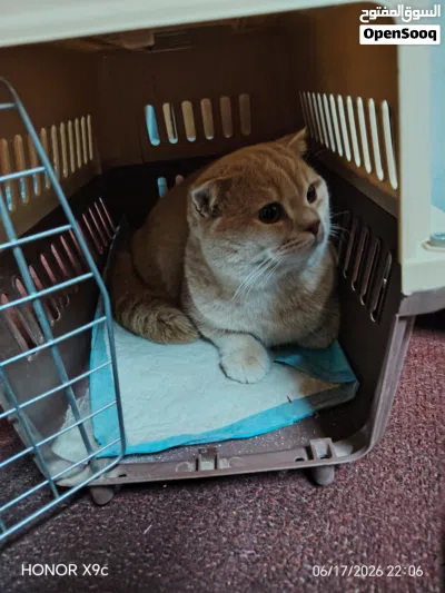 my cat is Very good vaccine 3