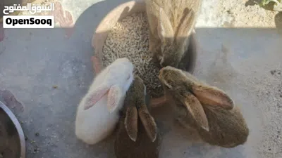 7 ارانب للبيع 4 عمر شهر و نص و جوز شغالين و ذكر جاهز للزواج 2