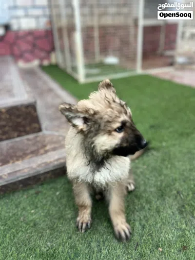 German shepherd mix husky 4