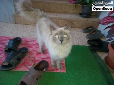 قط راغدول مكس مع هيمالايا بسعر مغري 3