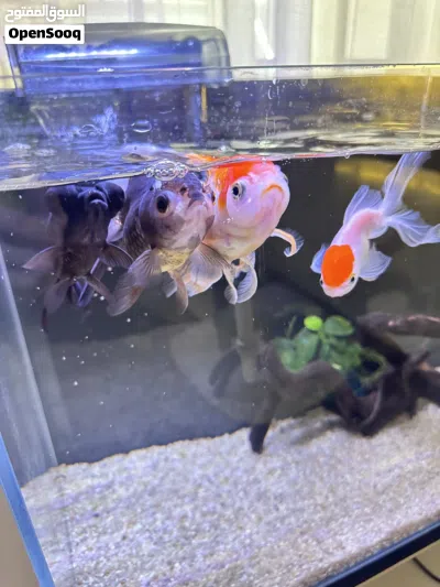 Oranda fish 3