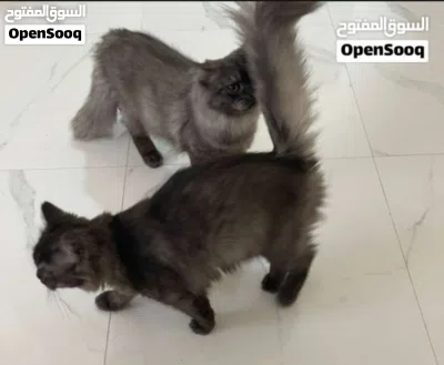 Cat for Adoption 2