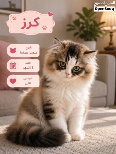 قطة صغيره للبيع العمر 3 شهور مو مطعمة نوعها ميكس هملايا اللون ابيض واسود 3