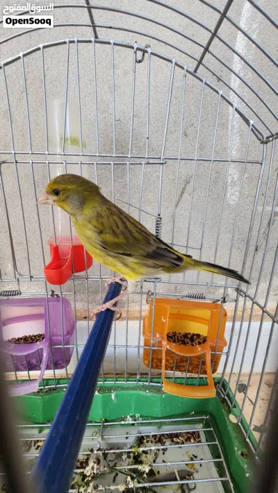 جغل (هجين) الفردون صوت الله يبارك 3