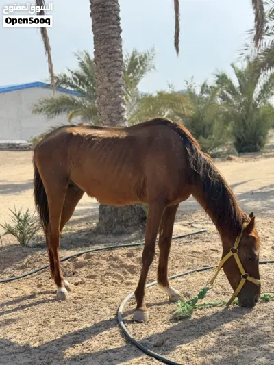 للتبديل حصان ربي يبارك مليحه انقليزي دمه 87 طايب سرج وسيله بوه بغداد للتبديل بي نعاج أو خرفان 2