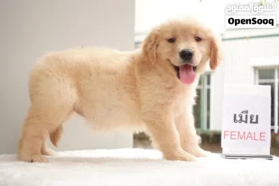 Golden Retriever Puppies 3