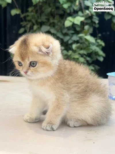 سكوتش فولد 3