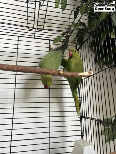 ببغائين دره للبيع مع قفص green idian green parrot pair 2