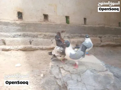3جواز وفرخين كنك جانبو ماركا صالحية العابد 4