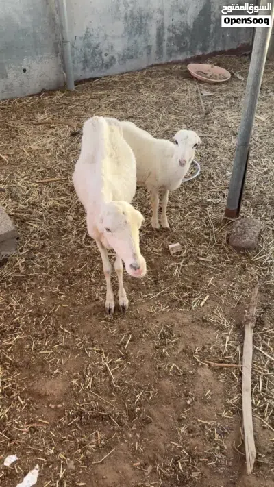 للبيع جيعده مع بنتها 2