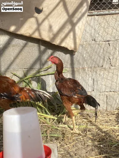 ديك باكستاني 3
