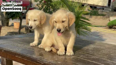 Golden Retriever Puppies 3