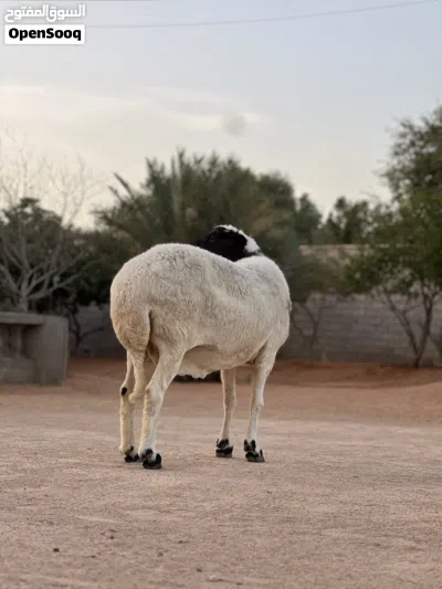 نعجه متاومه ربي يبارك تحتها زوز خرفان 2
