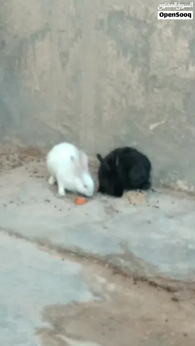 أرانب دكر ونتايه 4