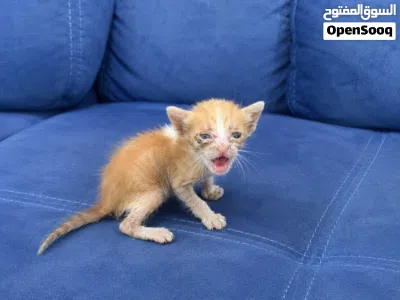 قطط رضيعة جميلة للتبني Beautiful baby kittens for adoption 3