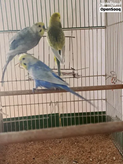 سلام عليكم زوز كوبيات 3 ذكوره رينبو 2