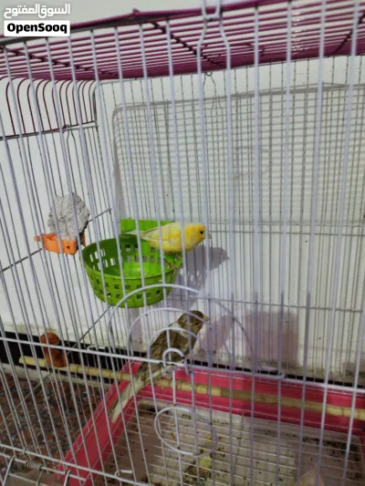 طيور كناري 3