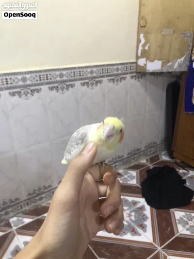 طيرر كوكتيل للبيع فحل اليف طينه 2