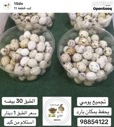 للبيع بيض فري 3
