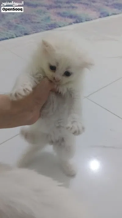 قط شيرازي عمره شهر واسبوعين 3