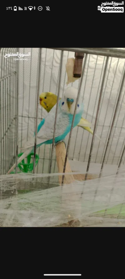 جوز حب نضيف شغال للبيع 3
