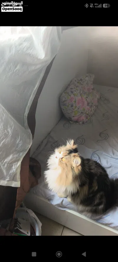 Persian, 14 months, nurtured, bathroom trained behaved cat 3