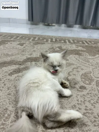 سكوتش فولد 3