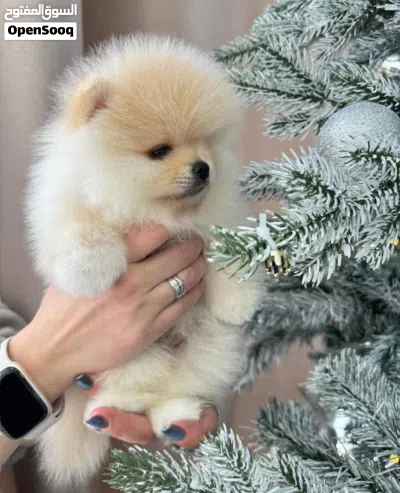 Pomeranian puppies 3