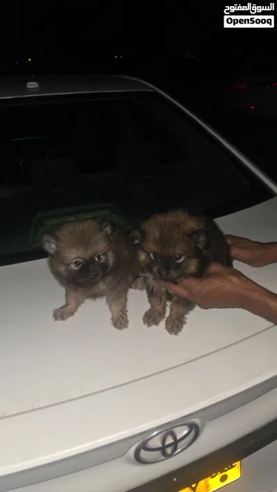 Pomeranian dog for sale 2