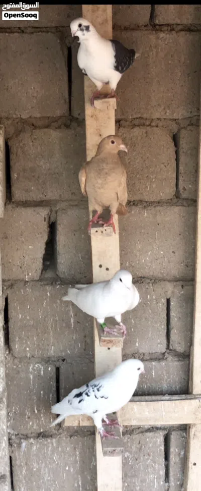 حمام ارافل ودشش 3