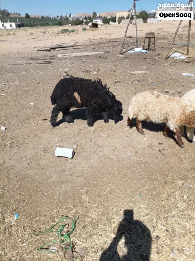عبر بلدي بصلاة على النبي 2